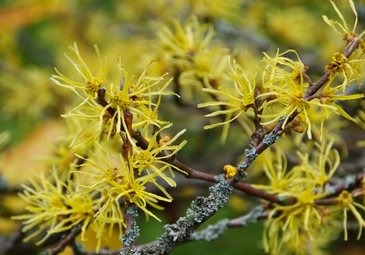 Hamamelis Hamamelis